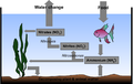 The nitrogen cycle in an aquarium