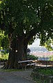 Friedhofslinde beim Taborfriedhof