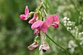 Lathyrus sylvestris