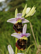 Ophrys fuciflora