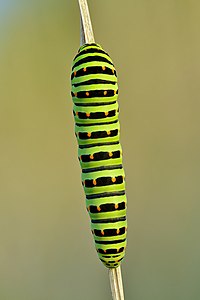 Commons:Featured picture candidates/Set/Papilio machaon caterpillar