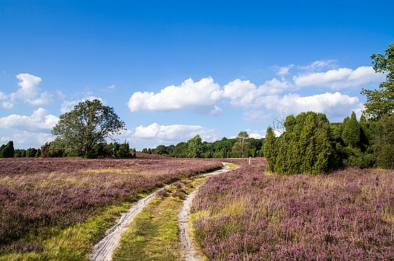 Lüneburg Heath Nature Reserve © Bokehlizioso