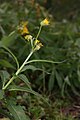 Senecio triangularis