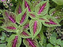 Starr-021122-0100-Plectranthus scutellarioides-habit-Nahiku-Maui (24445132232).jpg