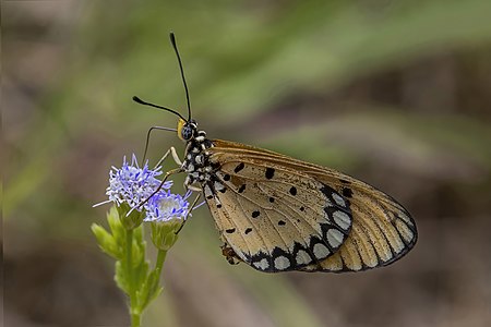 Tawny coster (Acraea terpsicore) underside Phuket