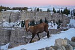 Thumbnail for File:002 Wild Alpine Ibex Swiss Alps and Creux du Van Photo by Giles Laurent.jpg