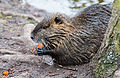 Nutria