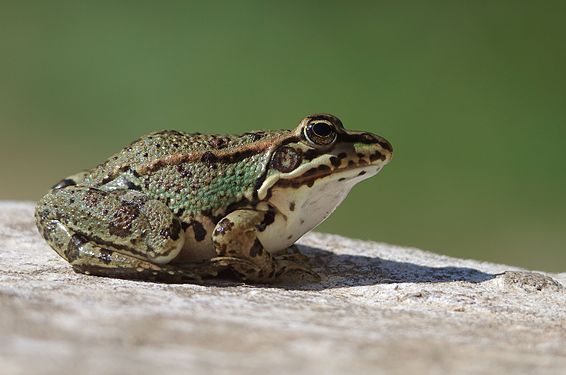 Sahara frog, Jebel El Haouaria Mohamed Gouli