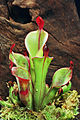 Heliamphora chimantensis