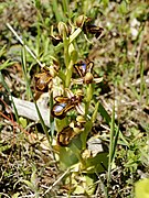 Ophrys speculum