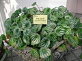 Peperomia sandersii (Watermelon peperomia)