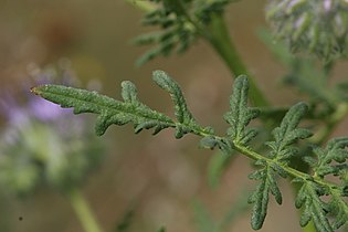 Phacelia tanacetifolia