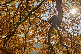 Rombergberg-Herbst-Gegenlicht-Aeste-2015.jpg