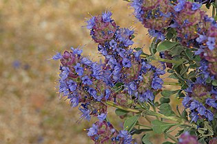 Salvia dorrii