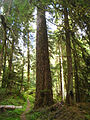 Tree, North Fork Quinault River, Washington, USA