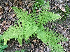 Athyrium filix-femina0.jpg