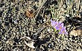 Crocus veruns subsp. vernus