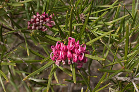 Grevillea confertifolia (Grampians Grevillea), Grampians National Park, Victoria Australila (4872575367).jpg