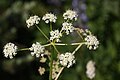 Ligusticum grayi