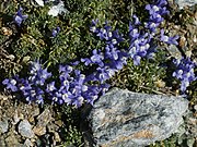 Linaria alpina