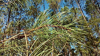 Pinus pinaster by BotaFlo - 31-10-2017 - Tela Botanica img 002121135O.jpg