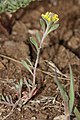 Alyssum desertorum