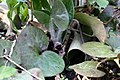 Asarum europaeum