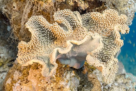 Coral (Sarcophyton glaucum), parque nacional Ras Muhammad, Egipto, 2022-03-27, DD 24