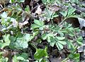 Corydalis pumila