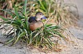 Weltvogelpark Walsrode (Walsrode Bird Park, Germany)