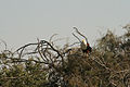 Reserve de Djoudj, Senegal