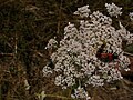 in a forest near Gavoi, ~950 m