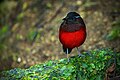 73 Graceful Pitta 0A2A8564 uploaded by JJ Harrison, nominated by Iifar,  15,  0,  0