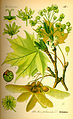 Acer platanoides plate 325 in: Otto Wilhelm Thomé: Flora von Deutschland, Österreich u.d. Schweiz, Gera (1885)