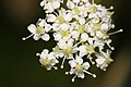 Ligusticum grayi