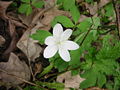 Wood Anemone