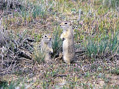 Washington ground squirrel (Urocitellus washingtoni), candidate 2.jpg