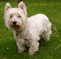 West Highland White Terrier