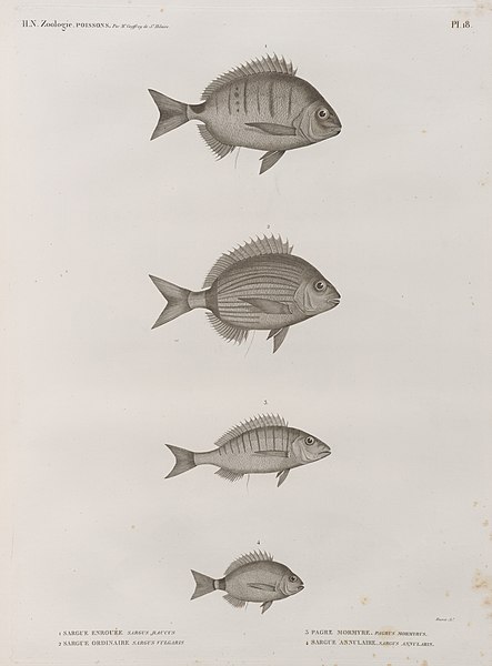 Pl.18 - 1. Sargue enrouée (Sargus raucus) 2. Sargue ordinaire (Sarugus vulgaris) 3. Pagre mormyre (Pagrus mormyrus) 4. Sargue annulaire (Sargus annularis)