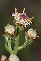 Antennaria racemosa