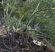 Canyaferla (camí de la Colònia, Massís del Montgó, País Valencià) 1.jpg