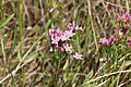 Centaurium erythraea