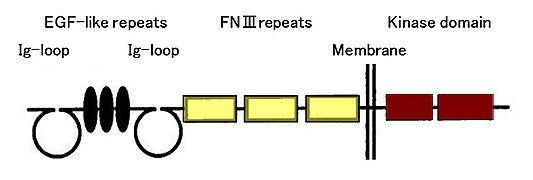 Domain structure of TIE1,2(Tyrosine kinase with immunoglobulin-like and EGF-like domains 1,2).JPG