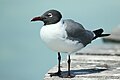 Laughing gull (Leucophaeus atricilla), Caye Caulker