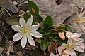 Lewisia tweedyi