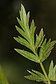 Ligusticum grayi