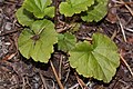 Mitella trifida