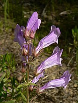 Penstemon fruticosus