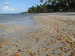 Praia dos Carneiros, entre Alagoas e Pernambuco.jpg