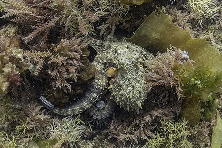 Pulpo común (Octopus vulgaris), Parque natural de la Arrábida, Portugal, 2020-07-21, DD 46